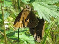 Schornsteinfeger, Aphantopus hyperantus