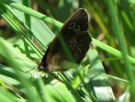 Schornsteinfeger, Aphantopus hyperantus