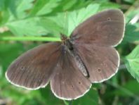 Schornsteinfeger, Aphantopus hyperantus