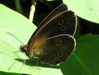 Schornsteinfeger, Aphantopus hyperantus