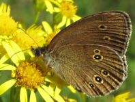Schornsteinfeger, Aphantopus hyperantus