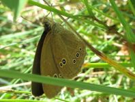 Schornsteinfeger, Aphantopus hyperantus