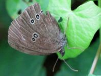 Schornsteinfeger, Aphantopus hyperantus