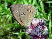 Schornsteinfeger, Aphantopus hyperantus