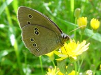 Schornsteinfeger, Aphantopus hyperantus