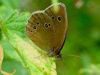 Schornsteinfeger, Aphantopus hyperantus