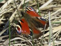 Tagpfauenauge, Inachis io
