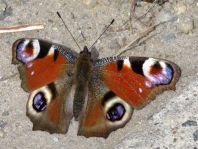 Tagpfauenauge, Inachis io