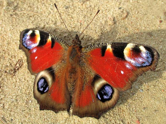 Tagpfauenauge, Inachis io