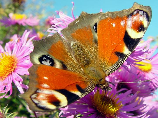 Tagpfauenauge, Inachis io