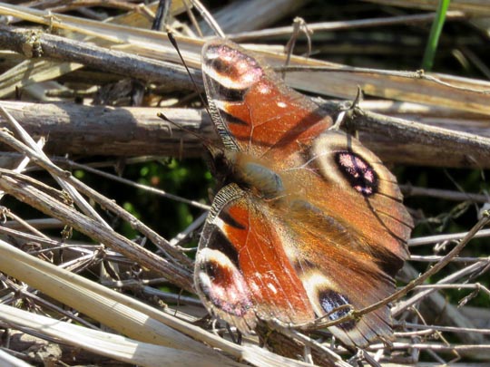 Tagpfauenauge, Inachis io
