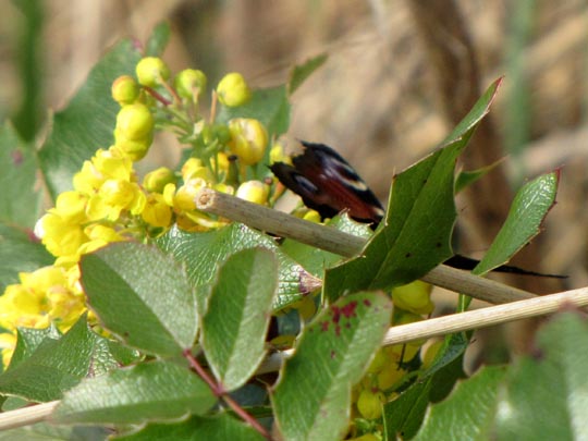 Tagpfauenauge, Inachis io
