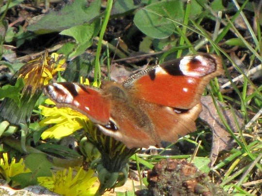 Tagpfauenauge, Inachis io