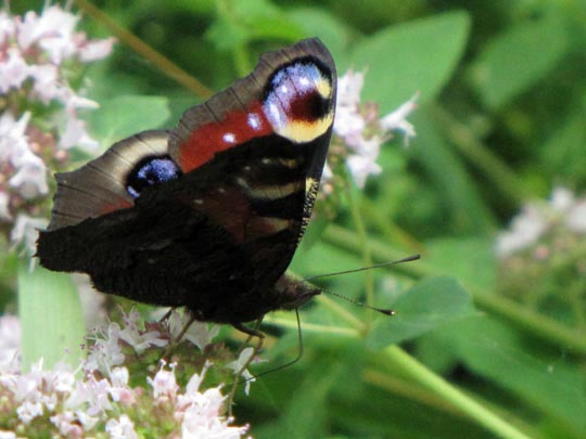 Tagpfauenauge, Inachis io