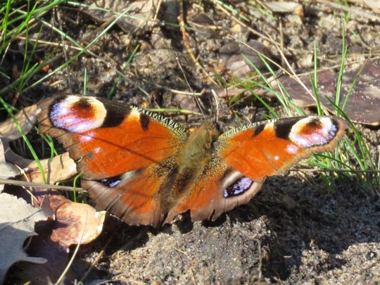 Tagpfauenauge, Inachis io