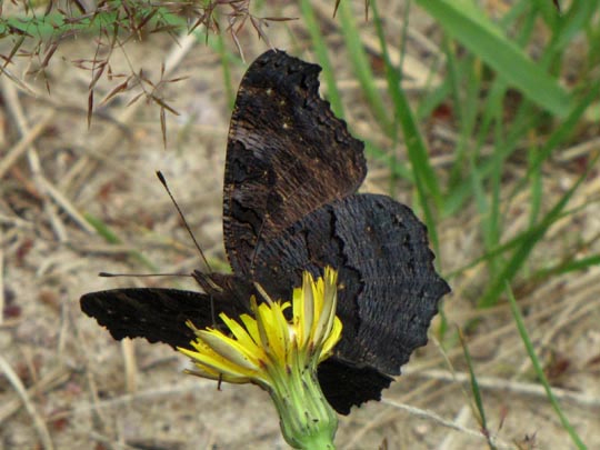 Tagpfauenauge, Inachis io