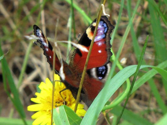 Tagpfauenauge, Inachis io