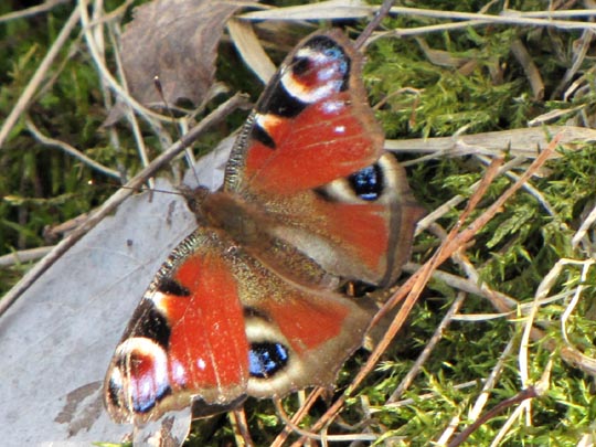 Tagpfauenauge, Inachis io