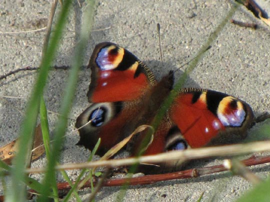 Tagpfauenauge, Inachis io