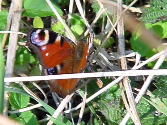Tagpfauenauge, Inachis io