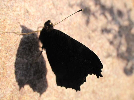 Tagpfauenauge, Inachis io