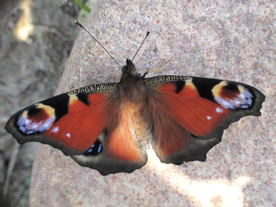 Tagpfauenauge, Inachis io