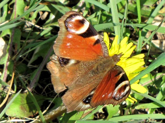 Tagpfauenauge, Inachis io