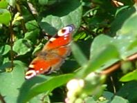 Tagpfauenauge, Inachis io