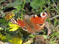 Tagpfauenauge, Inachis io