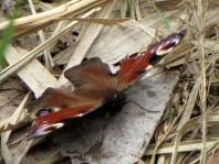 Tagpfauenauge, Inachis io