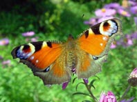 Tagpfauenauge, Inachis io