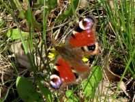 Tagpfauenauge, Inachis io