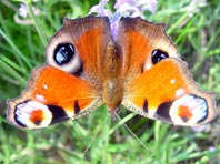 Tagpfauenauge, Inachis io