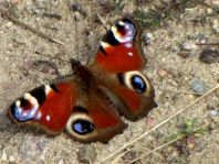 Tagpfauenauge, Inachis io