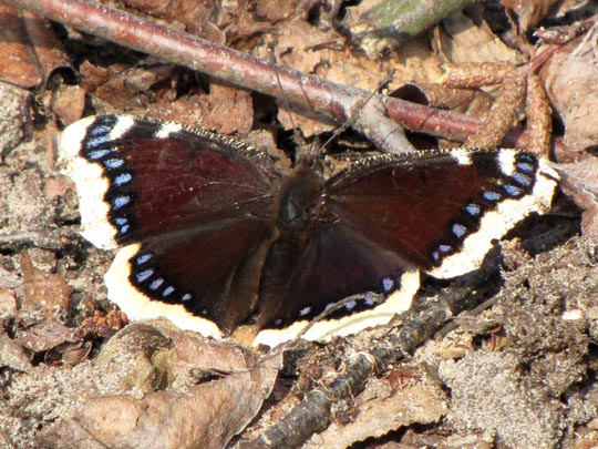 Trauermantel, Nymphalis antiopa