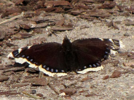 Trauermantel, Nymphalis antiopa
