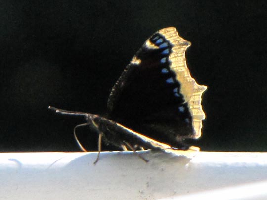 Trauermantel, Nymphalis antiopa