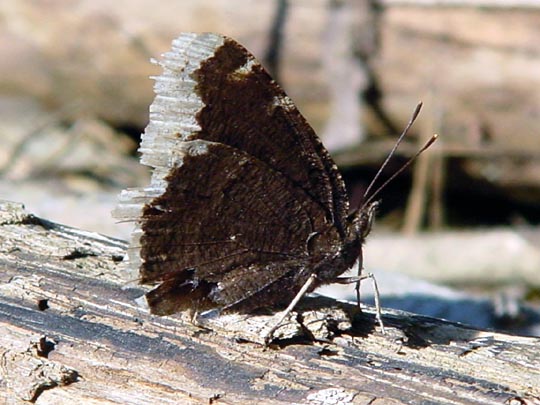 Trauermantel, Nymphalis antiopa