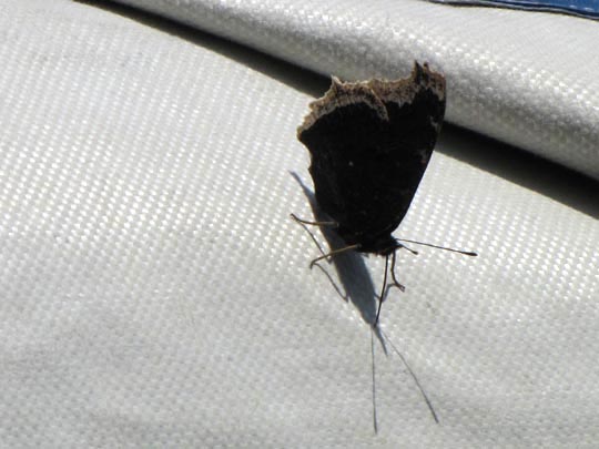 Trauermantel, Nymphalis antiopa