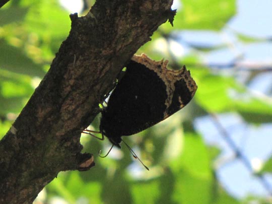 Trauermantel, Nymphalis antiopa