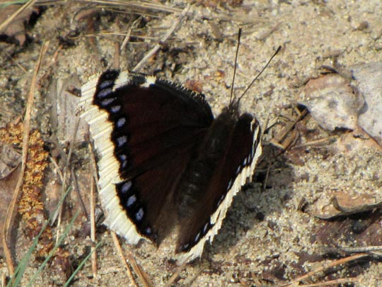 Trauermantel, Nymphalis antiopa