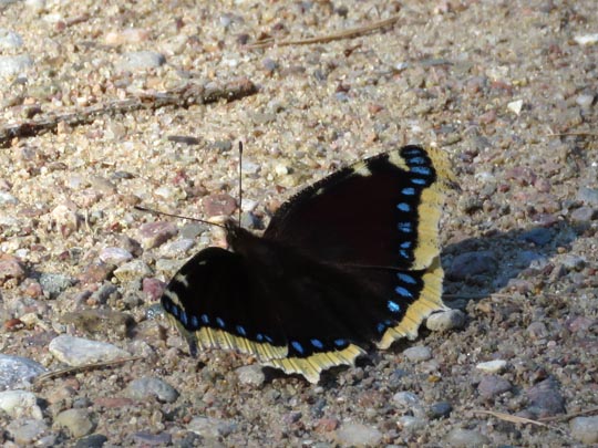 Trauermantel, Nymphalis antiopa