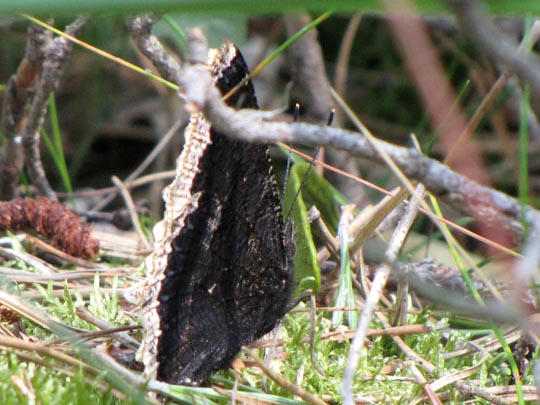 Trauermantel, Nymphalis antiopa