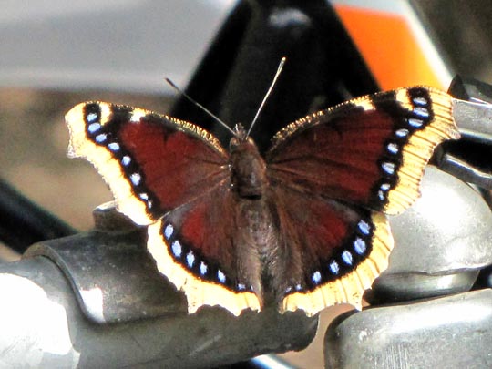 Trauermantel, Nymphalis antiopa