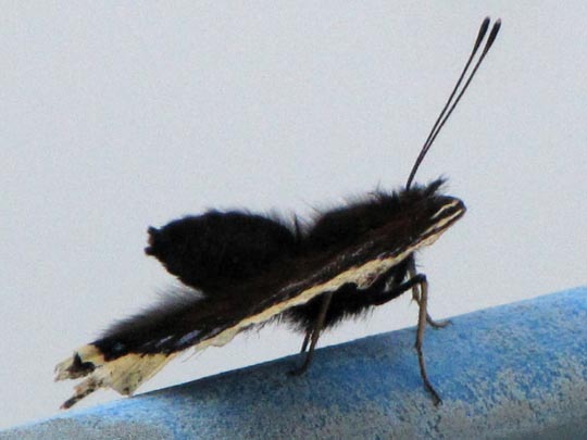 Trauermantel, Nymphalis antiopa