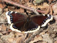 Trauermantel, Nymphalis antiopa