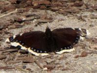 Trauermantel, Nymphalis antiopa