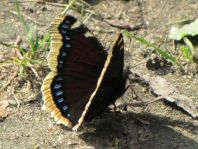 Trauermantel, Nymphalis antiopa