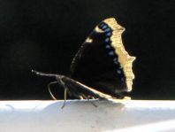 Trauermantel, Nymphalis antiopa