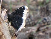 Trauermantel, Nymphalis antiopa